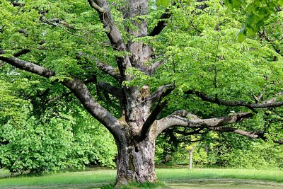 Fagus sylvatica - buk lesní - kmen a jarní listy (19)